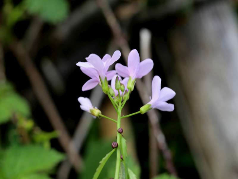 Cardamine bulbifera